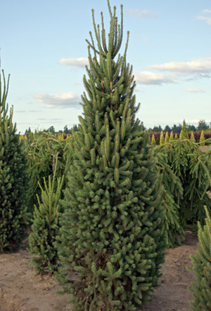K.G. Farms